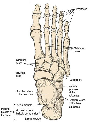 Medial Tubercle Of Talus